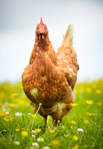 gallina en un prado - chicken animal farm field fotografías e imágenes de stock