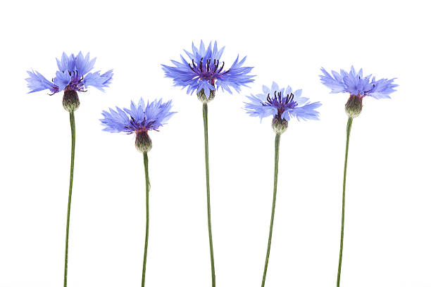 Cтоковое фото Голубой Cornflowers (Centaurea cyanus)