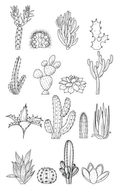 Vector illustration of Set of green home plants in pots and cacti.