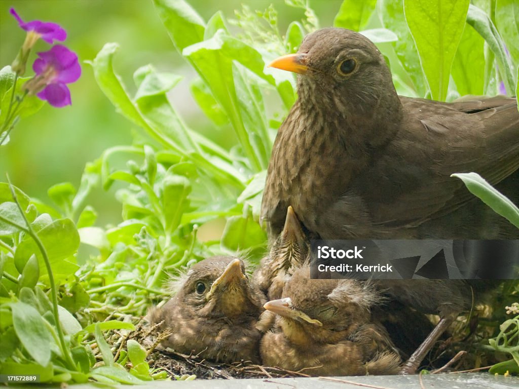 Motherlove-Blackbird Babys und Mütter - Lizenzfrei Amsel Stock-Foto