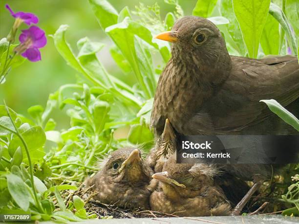 Motherloveblackbird Babys Und Mütter Stockfoto und mehr Bilder von Amsel - Amsel, Blatt - Pflanzenbestandteile, Blick in die Kamera