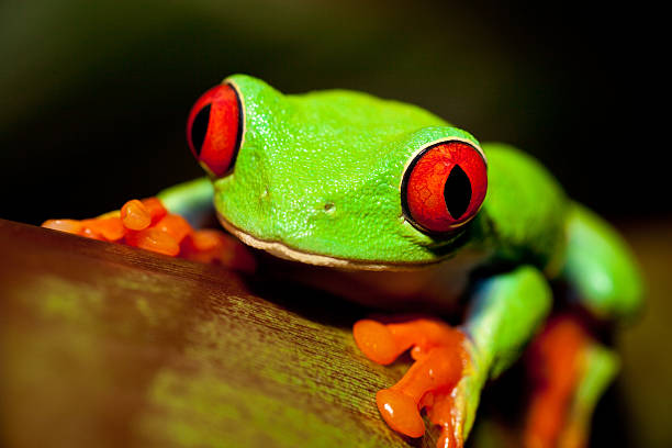 istock Frog on a plant in its natural environment 171572894