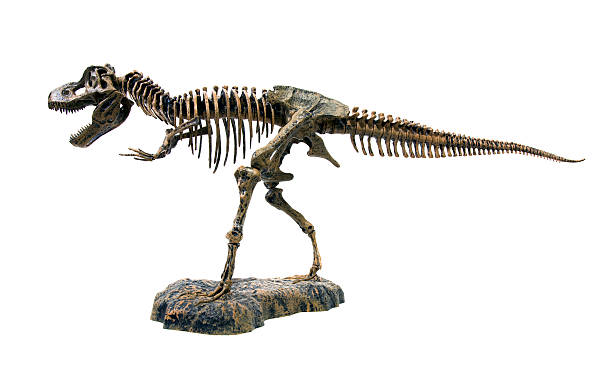 tiranosaurio esqueleto - dinosaur fossil tyrannosaurus rex animal skeleton fotografías e imágenes de stock