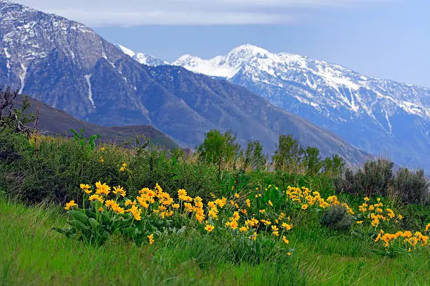 Arrowleaf Balsamroot blooming in front of snowcapped Wasatch Mountains in spring