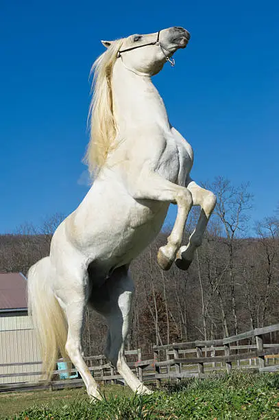 White horse rearing up, an Arabian stallion.