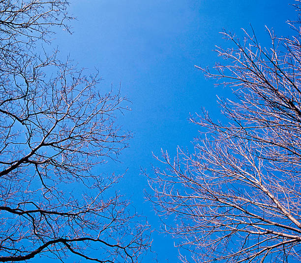 View of branchs of tree in winter with blue sky.