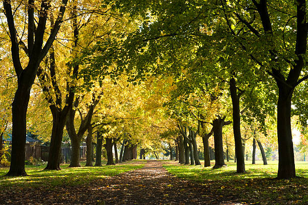 otoño sombrilla - outdoors footpath leaf toronto fotografías e imágenes de stock