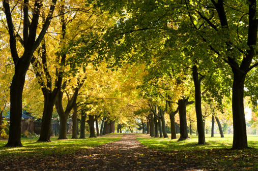 A row of deciduous trees in the autumn at various stages of turning colours.