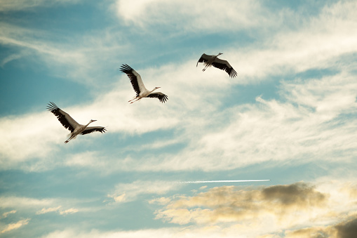 Storks are flying toward the sun