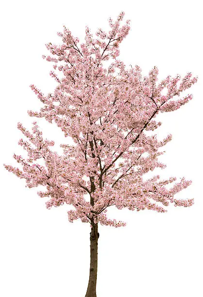 A tree covered with pink blossoms isolated over a 100% white background. Canon 5D MarkII