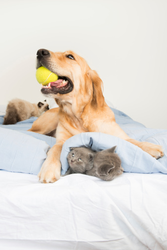 cat and dog playing on the bed