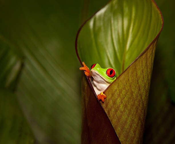 istock Frog on a plant in its natural environment 171573333