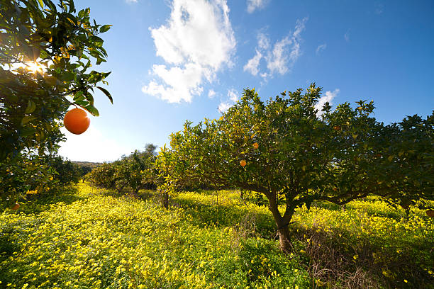 citrus grove - blossom orange orange tree citrus fruit fotografías e imágenes de stock