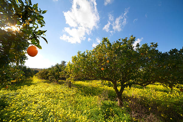 Citrus grove stock photo