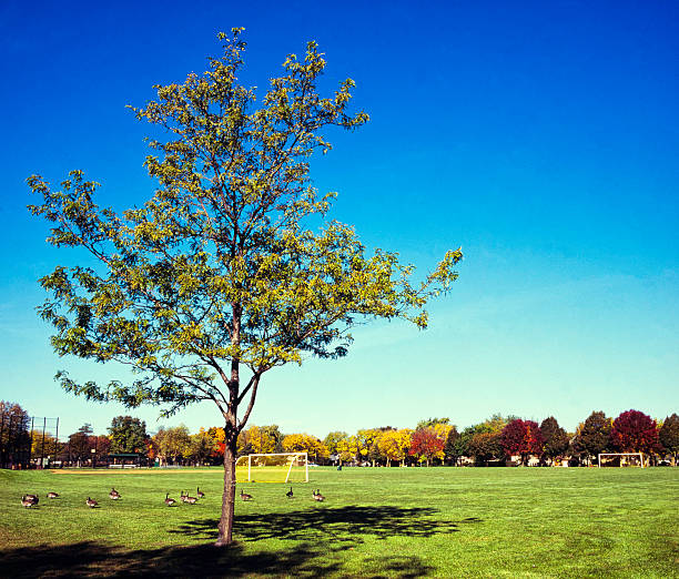 Autumn scenic of suburb.