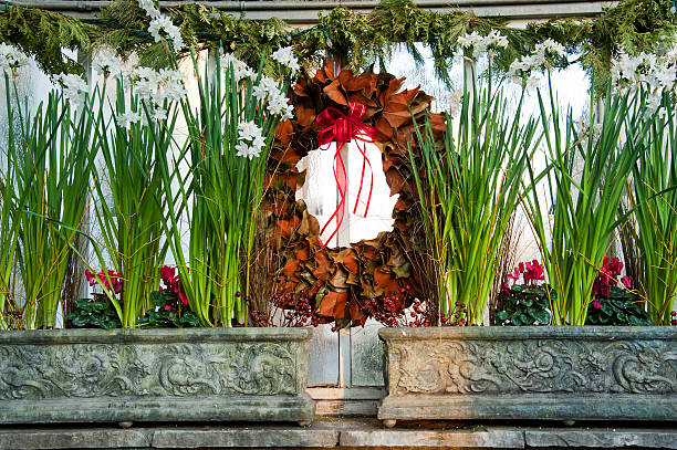 Paper Whites In The Window Flower pots with paper whites and a christmas reef in the window at Allan Gardens Greenhouses in Toronto. paperwhite narcissus stock pictures, royalty-free photos & images