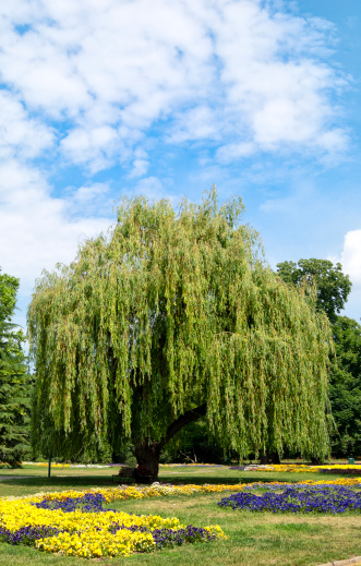 Weeping willow tree in Margit island located in Danube river,Budapest,Hungary.Europe