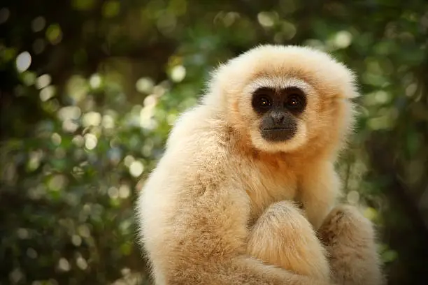 White gibbon close-up. Copy space.MORE FROM SOUTH AFRICA :