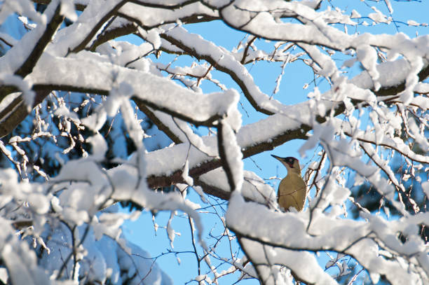 istock Green Woodpecker in Snow 171573686