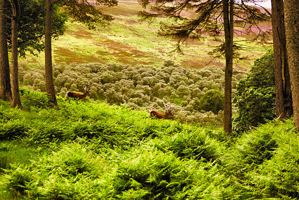 terras altas escocesas: dois stags em noite luz - red deer animal mammal wildlife imagens e fotografias de stock