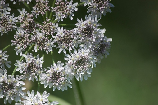 White flowers