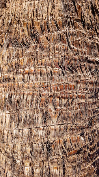 istock Weathered dry rough natural tree bark. Abstract brown rough background. 1715737720