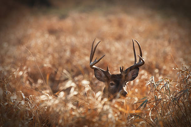 buck whitetail trophée de grande taille dans la prairie. - cerf de virginie photos et images de collection