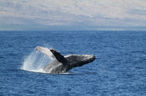 Humpback Breach with the Island of Lanai in the Background.