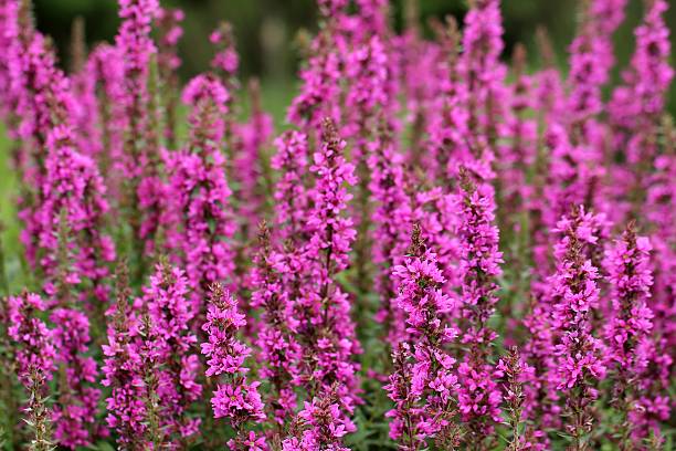 lythrum salicaria fleurs - purple loosestrife photos et images de collection