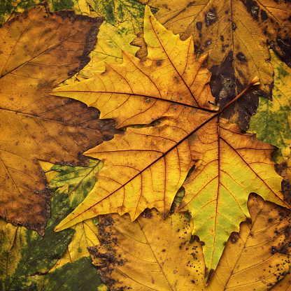 This is High Resolution Isolated Image of Fallen Dry Maple Leaf on Autumn Foliage Backdrop. The central object is equipped with Precise Clipping Path, thus representing the excellent choice for implementation in various CG design projects. 