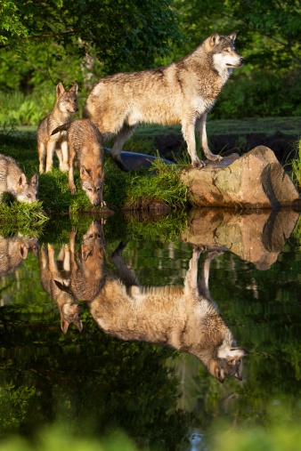 Curious gray wolf pups play close to an adult exploring the water's edge in a pond scene filled with green spring growth.