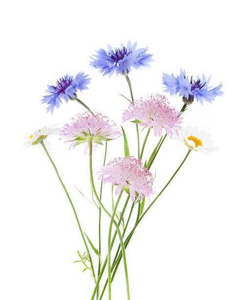 Arrangement of wildflowers isolated on white background Arrangement of wildflowers- Corn Chamomile, Blue Cornflower and Pink Field Scabious isolated on white background with shallow depth of field abd focus on the pink scabious flowers in the foreground. wildflower stock pictures, royalty-free photos & images