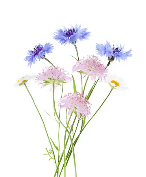 Arrangement of wildflowers- Corn Chamomile, Blue Cornflower and Pink Field Scabious isolated on white background with shallow depth of field abd focus on the pink scabious flowers in the foreground.