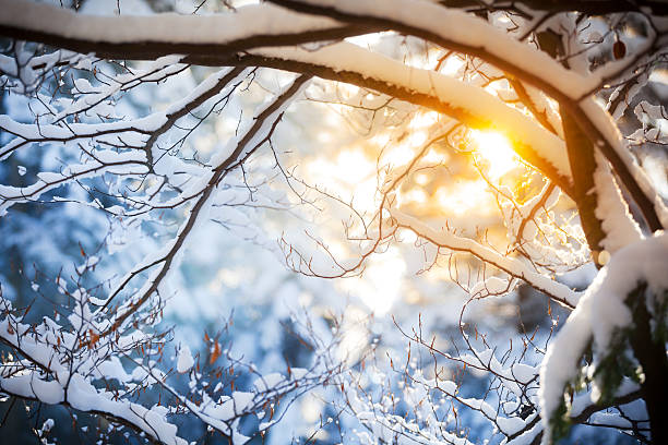 Hanging branches covered with thick layer of snow during a pinkish sunset on a winter evening in rural Estonia, Northern Europe