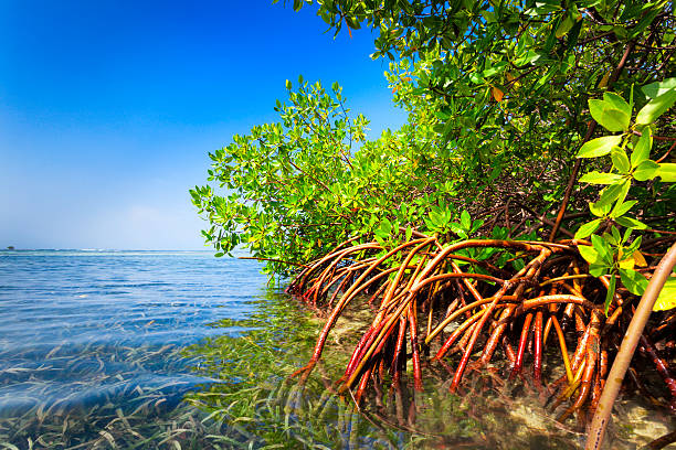 rojo bosque de manglar y las aguas superficiales en una isla tropical - sky forest root tree fotografías e imágenes de stock