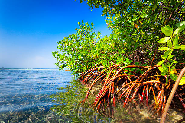 foresta di mangrovie rosse e le acque poco profonde in un'isola tropicale - sky forest root tree foto e immagini stock