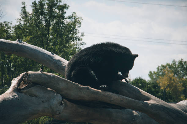 istock Bear County USA South Dakota 1715748142