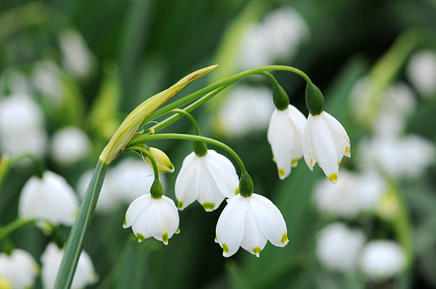 flores de verano copo de nieve (leucojum aestivum) - flower single flower macro focus on foreground fotografías e imágenes de stock