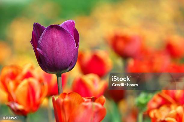 Foto de Tulipas Roxas E Vermelho e mais fotos de stock de Alto contraste - Alto contraste, Apodrecer, Cabeça da flor