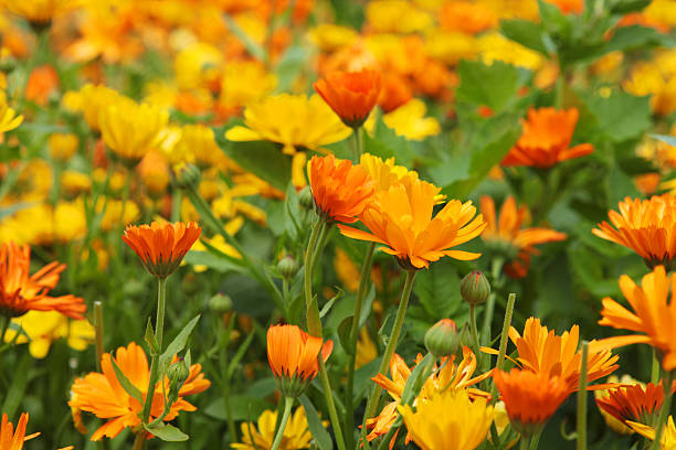 marigold naranja y amarillo flores en un orgánico cuadro floral - flower single flower orange gerbera daisy fotografías e imágenes de stock
