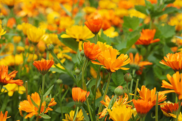 Orange and yellow marigold flowers in a large organic flowerbed Yellow and orange marigold (Calendula)flowers in a large flowerbed. The petals from Marygold are edible. This photo is from  a 4 ha. large, organic cultivated garden called "The wonder garden" in  Western Jutland, Denmark. 20 volunteer's from the neighbourhood are taking care of the garden. From the same garden: field marigold stock pictures, royalty-free photos & images