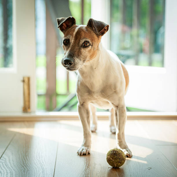 Jack Russell Terrier dog with ball waiting at the door ready to go outside and play.
