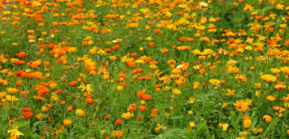Yellow and orange Marigold flowers in a large  flowerbed from a 4 ha. large, organic cultivated flower and vegetable garden called \