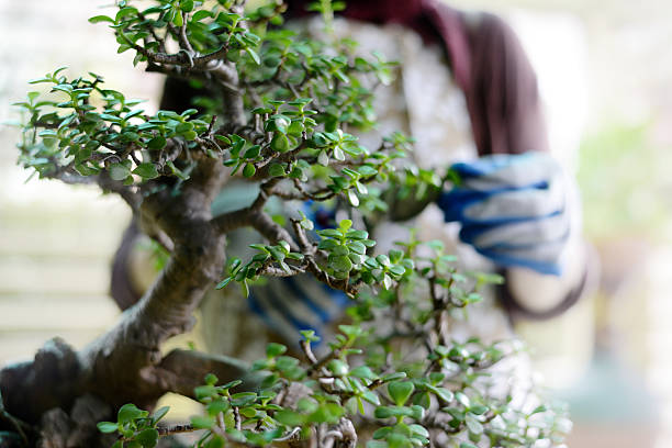 gardening gardening bonsai tree stock pictures, royalty-free photos & images