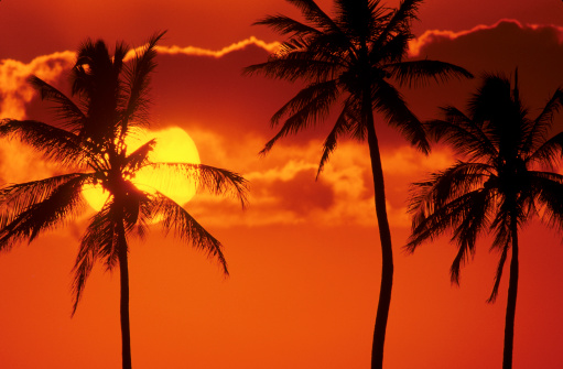 Sunset on tropical island sea beach panorama, ocean sunrise panoramic landscape, palm tree leaves silhouette, colorful orange red sky, yellow sun reflection, blue water waves, summer holiday, vacation