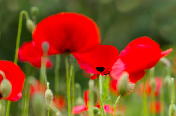 flores de papoilas vermelhas em fundo de natureza - macro poppy red close up - fotografias e filmes do acervo