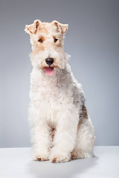 retrato de um cão fox terrier - fox terrier - fotografias e filmes do acervo