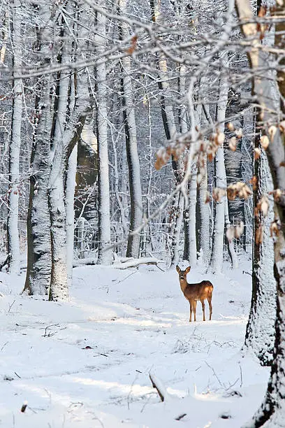 Deer in early sunbeam in a still forest, looking at you. Trees white after blizzard. Copy space in foreground.