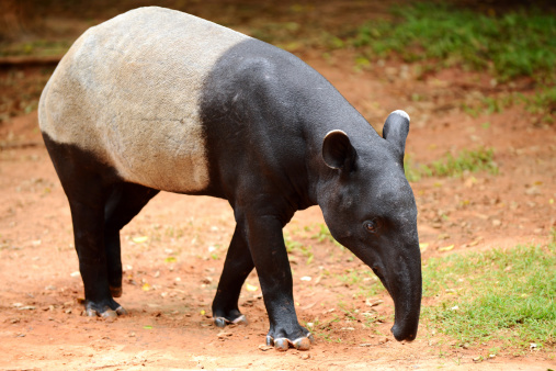 Tapir full length standing (Tapirus indicus)