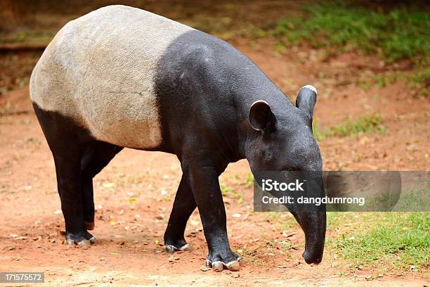 Tapir Stock Photo - Download Image Now - Tapir, Malayan Tapir, Animal